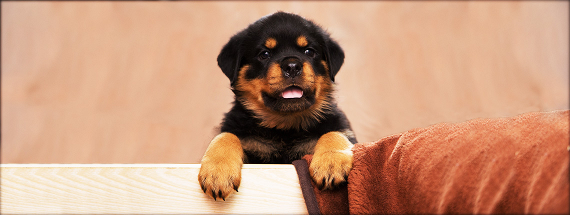 Щенки Ротвейлера