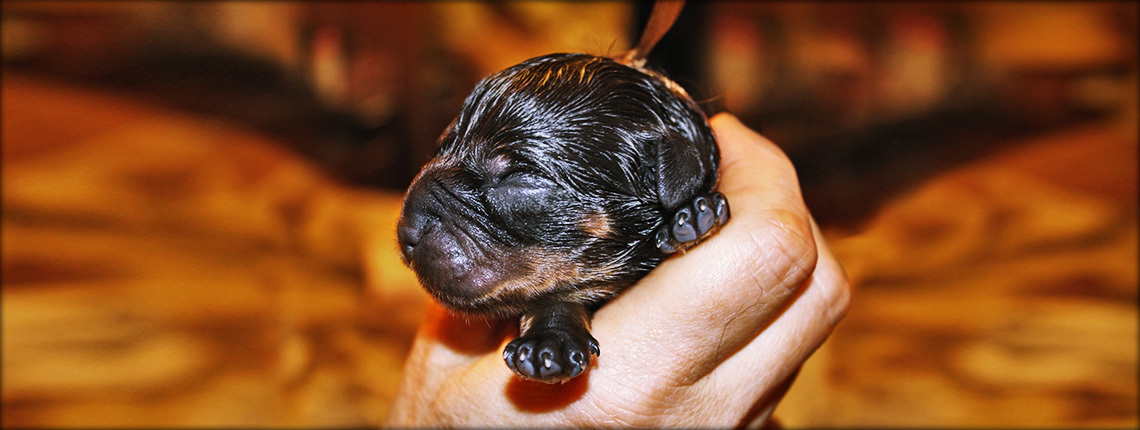 Щенки Ротвейлера