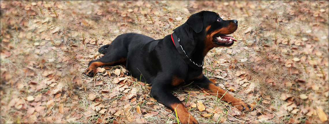 Щенки Ротвейлера