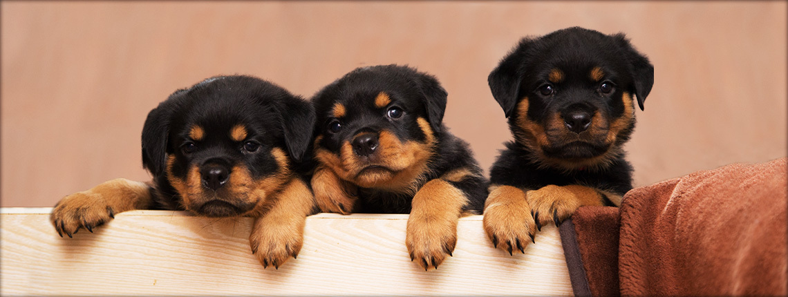 Щенки Ротвейлера